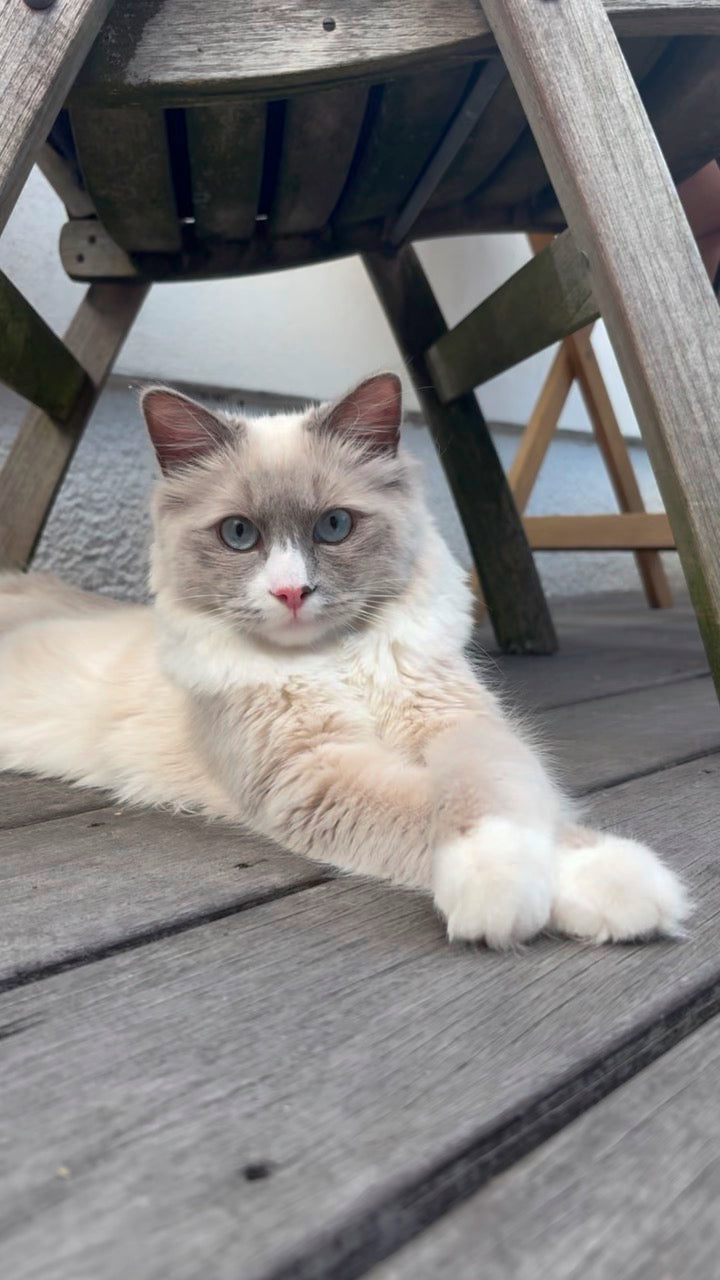 Lulu, unser Kater aus Berlin, auf einem echten Alltagsfoto